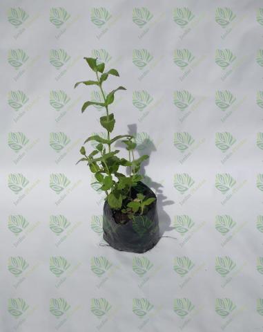 Planta Menta Tamaño Chica
