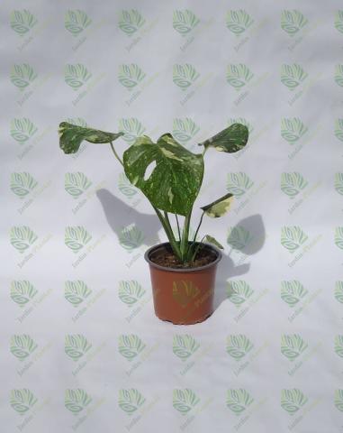 Planta Mostera Deliciosa Thai Constellation Tamaño Chica