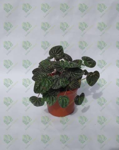 Planta Peperomia Caperata Tamaño Chica