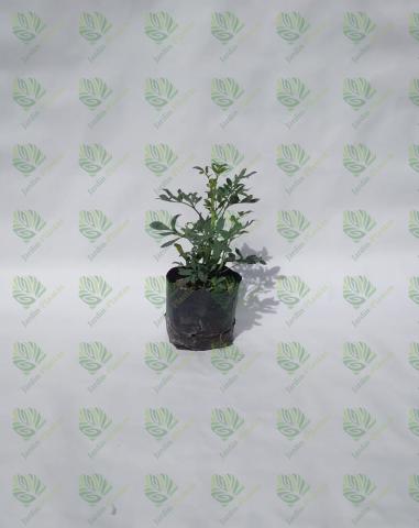 Planta Ruda Tamaño Chica