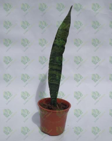Planta Sanseviera Zeylani Tamaño Chica